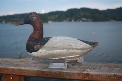 Canvasback drake unknown - drake,,